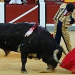 Alejandro Talavante con el primer Torrestrella de su lote. (FOTO:Ana López/Burladero.com)